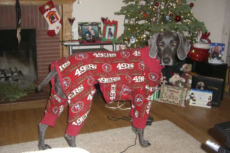 a dog dressed up like a football team is in front of a christmas tree