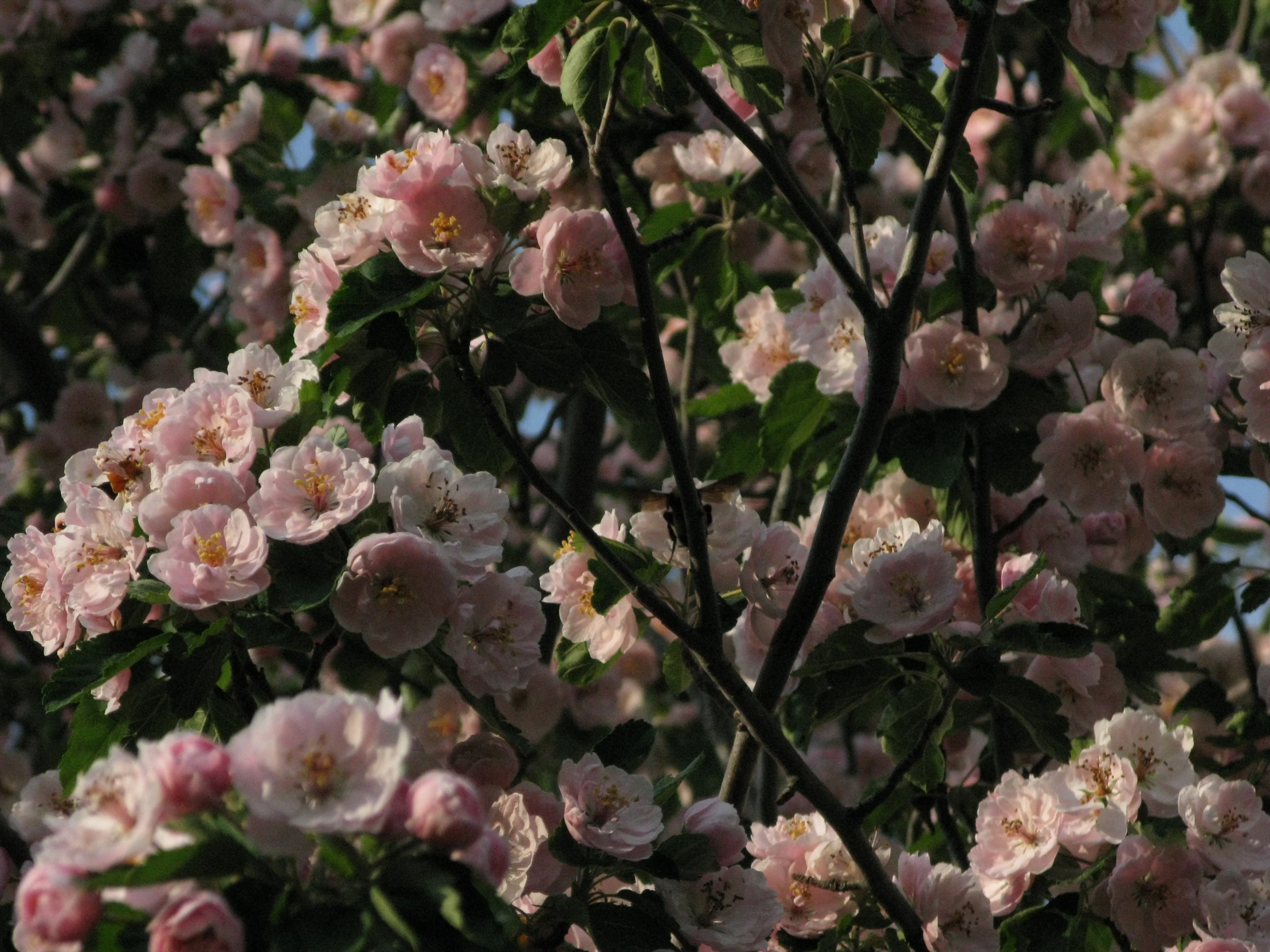 a bush of flowers with blue sky in the background