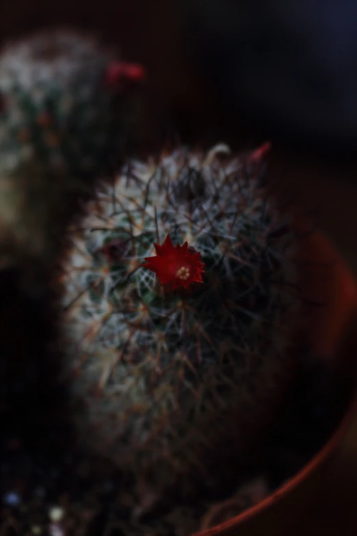 an assortment of succulents in a bowl are pictured