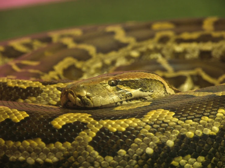 the head of a snake is showing it's brown and yellow stripes
