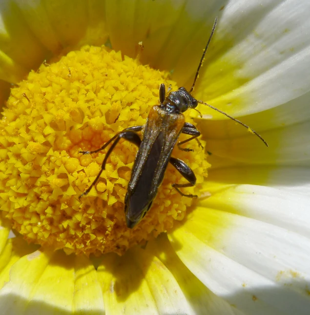 a bug standing on the center of a yellow and white flower