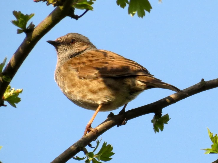 the bird is perched on top of the tree nch