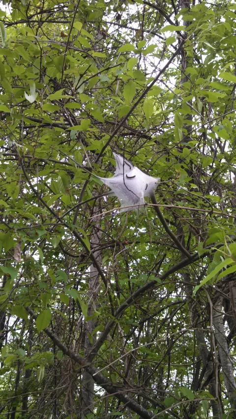 a tree with some white things hanging from it's nches