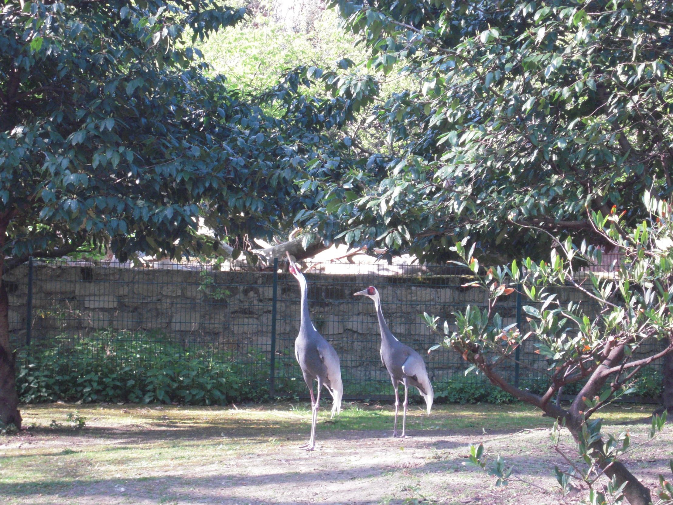 a couple of birds standing next to each other in a field