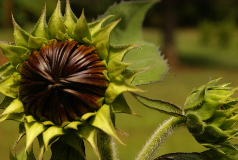 a beautiful brown and yellow sunflower is seen