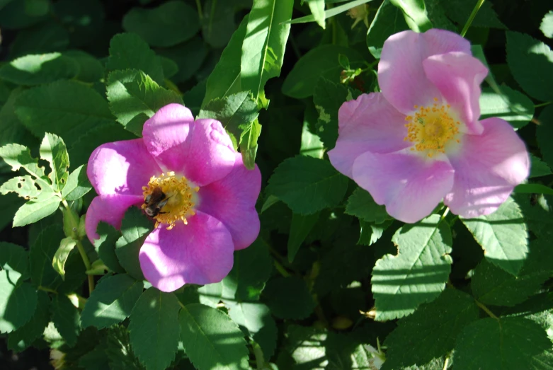 flowers that are very pretty with a big flower