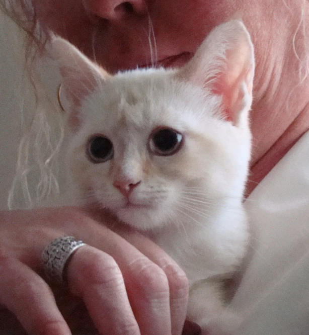 a woman is holding her small cat that has the eye open