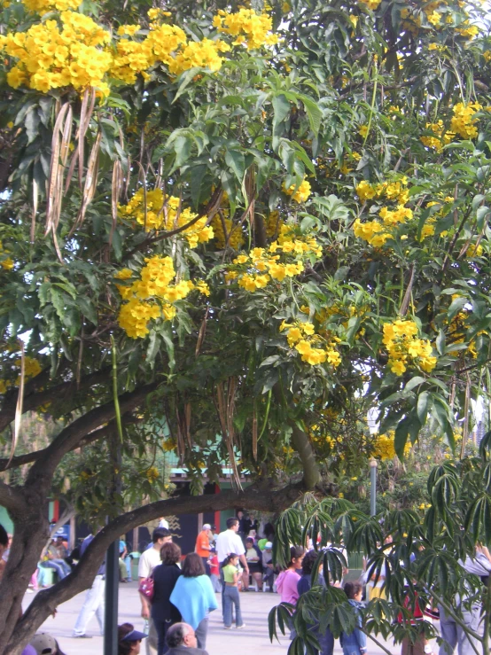 people walk by yellow flowers on the nches of a tree