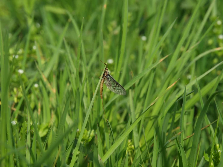 a bug is perched on the green grass
