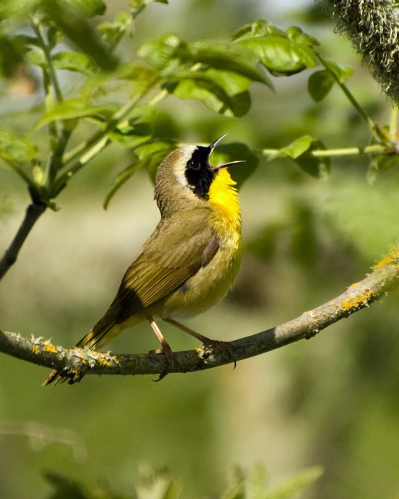 a bird sitting on a nch with moss