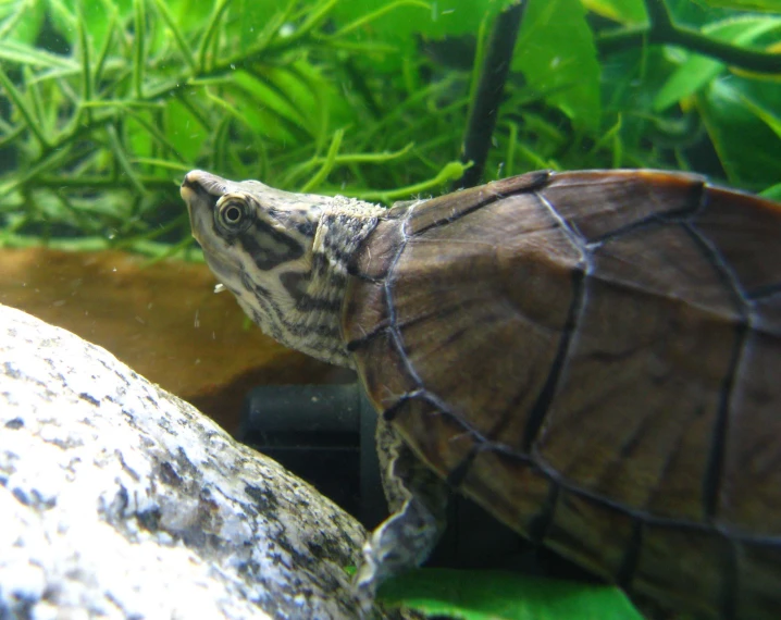 an image of a close up of a small turtle swimming