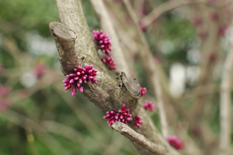 pink flowers on a nch in a tree