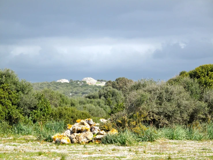 several different types of animals grazing in a field