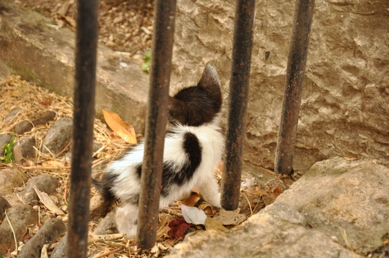 a kitten sitting next to a fence in the woods