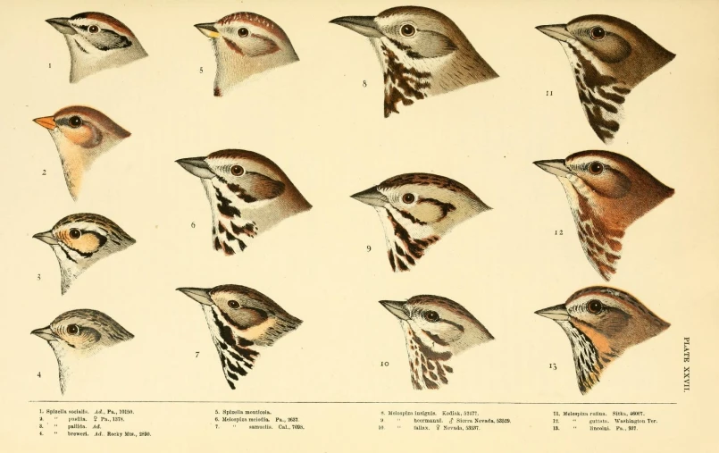 a group of nine different birds with different heads