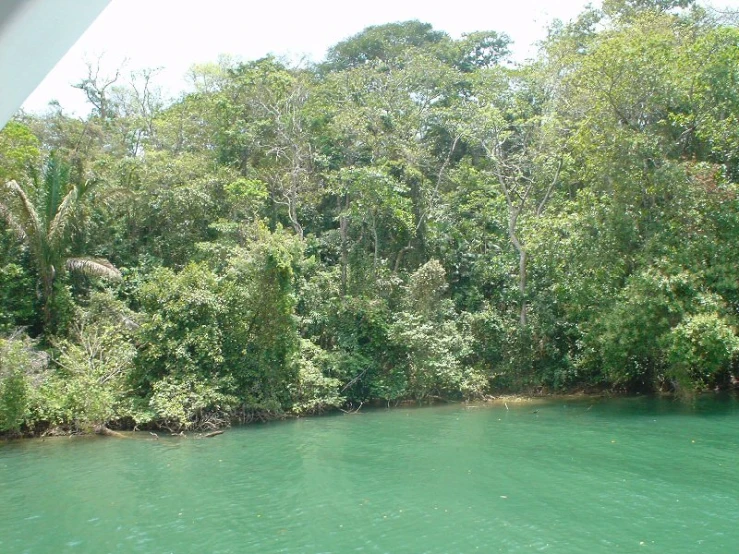 blue water with small trees and bushes around it