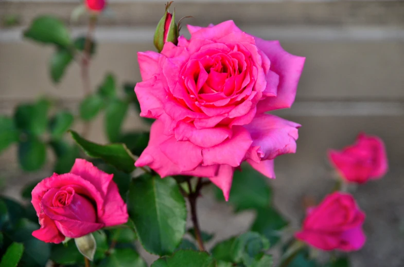 a pink bush of roses with green leaves