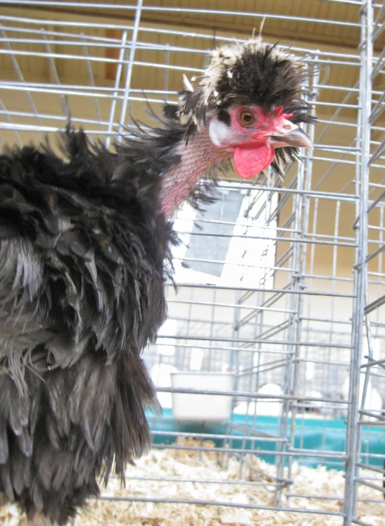 an ostrich with a fluffy white head sits in a cage