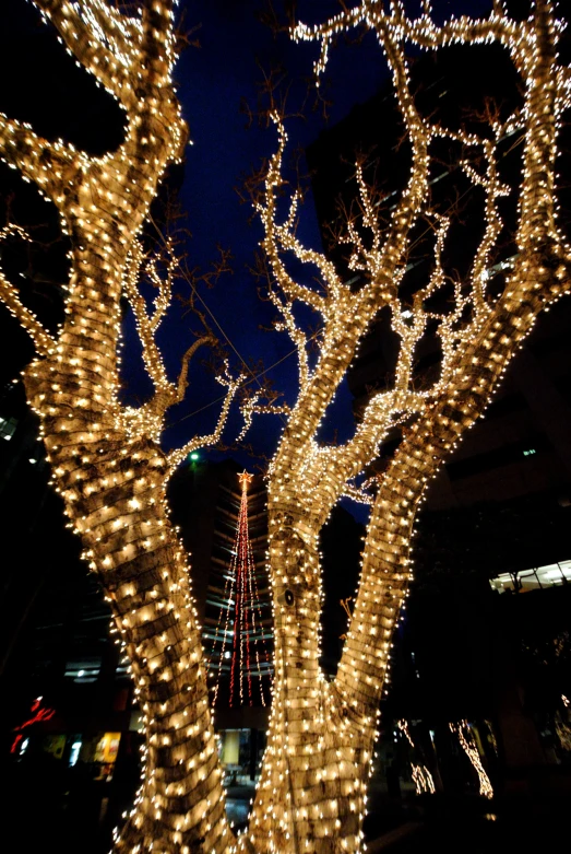 lights are strung up on trees in the night