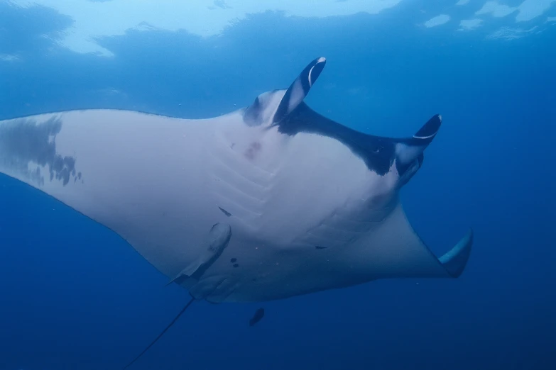 a manta ray swimming in the ocean, making a face