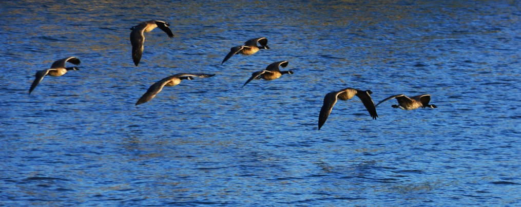 a flock of ducks floating on top of a lake