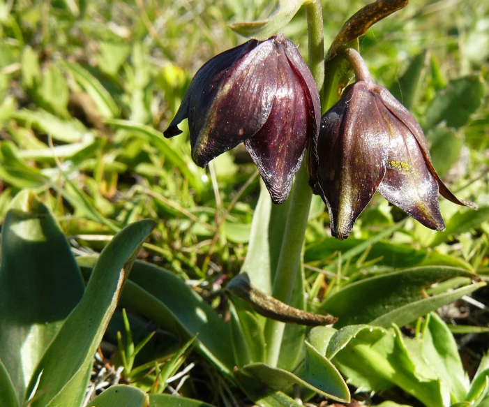 the two flowers are growing from the leaves