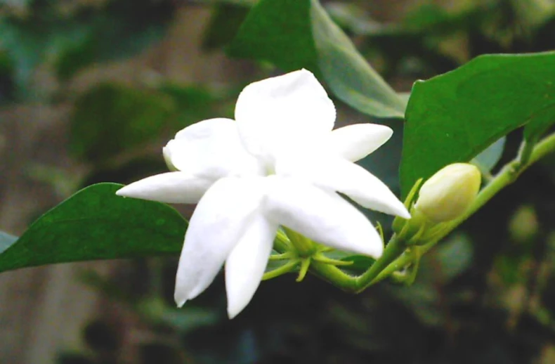 white flower with green leaves surrounding it