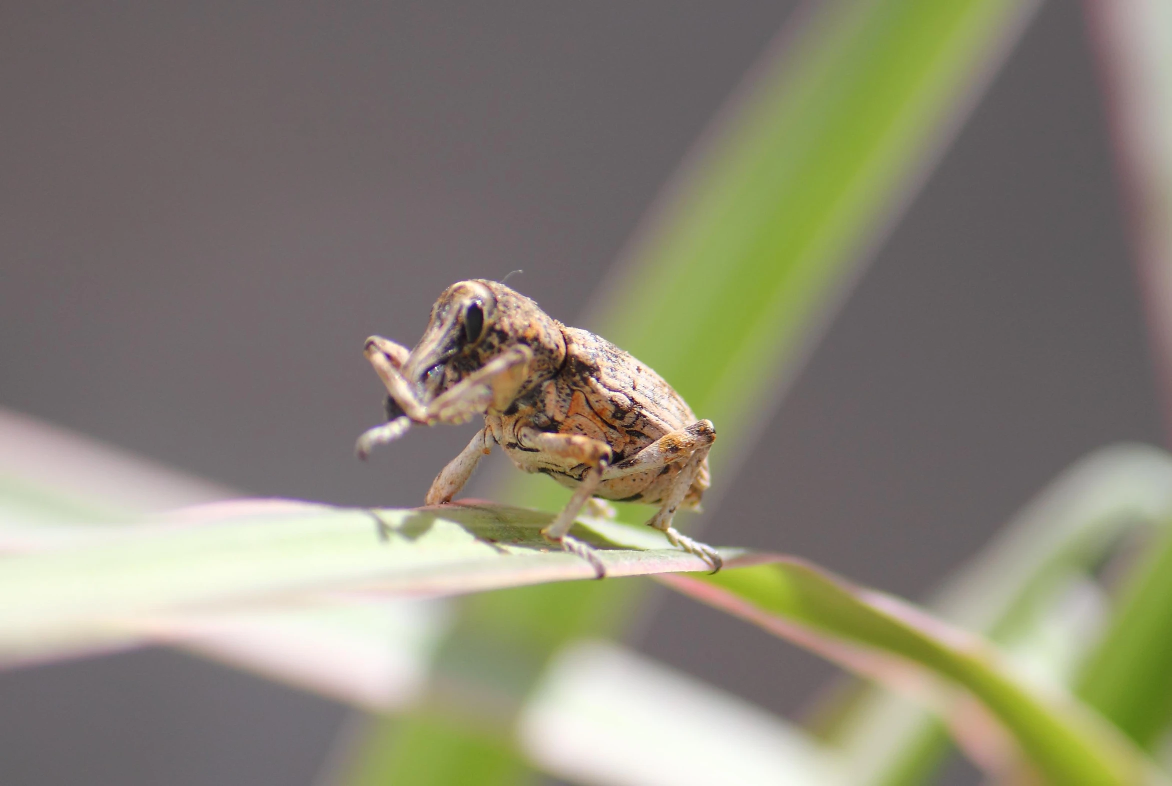 a bug sitting on top of a plant near a gray wall