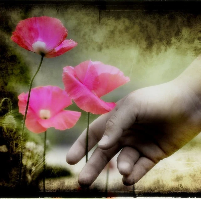 pink flowers in a person's hand and green background