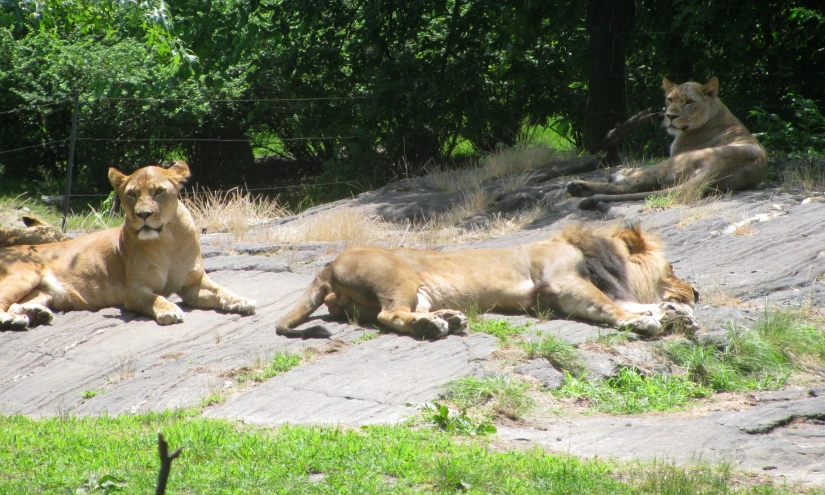 three lions in an enclosure rest on the rock