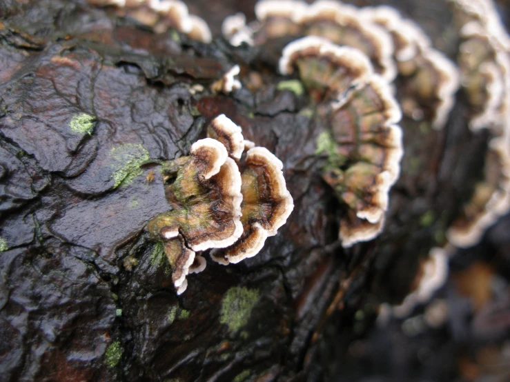 a close up picture of mushrooms on a tree