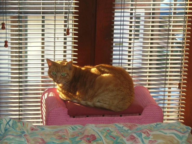 cat sitting on a chair in the window in front of blinds