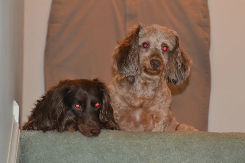 two dogs sitting side by side on a chair