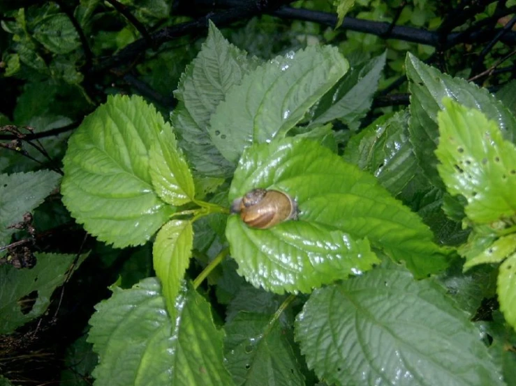 a snail on a leafy green plant with water droplets