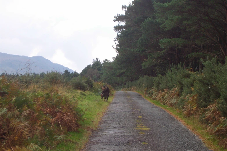 the cow is standing in the middle of the road