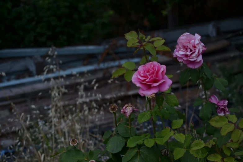 pink flowers in the sun along with railroad tracks