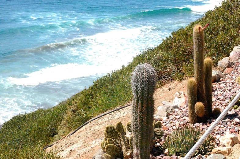 the beach side of an ocean cliff has many cacti