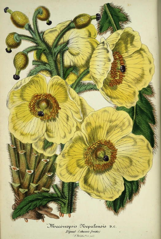 a drawing of a yellow and brown flowered plant
