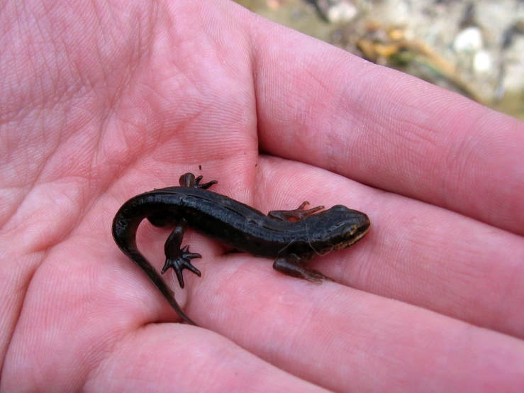 a small lizard is sitting on the palm of someone