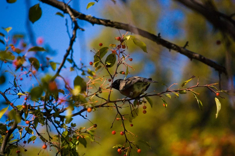 a small bird perched on top of a small tree