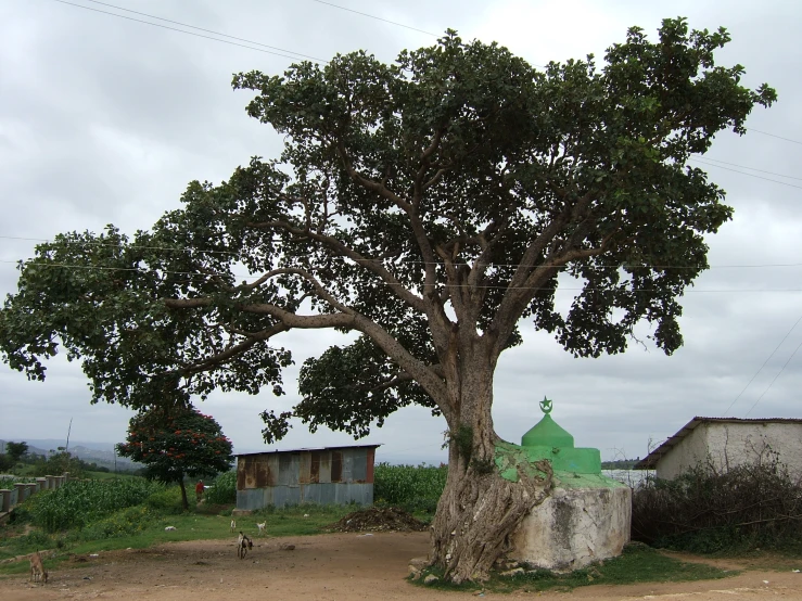 a large tree is in a farm field with a small house