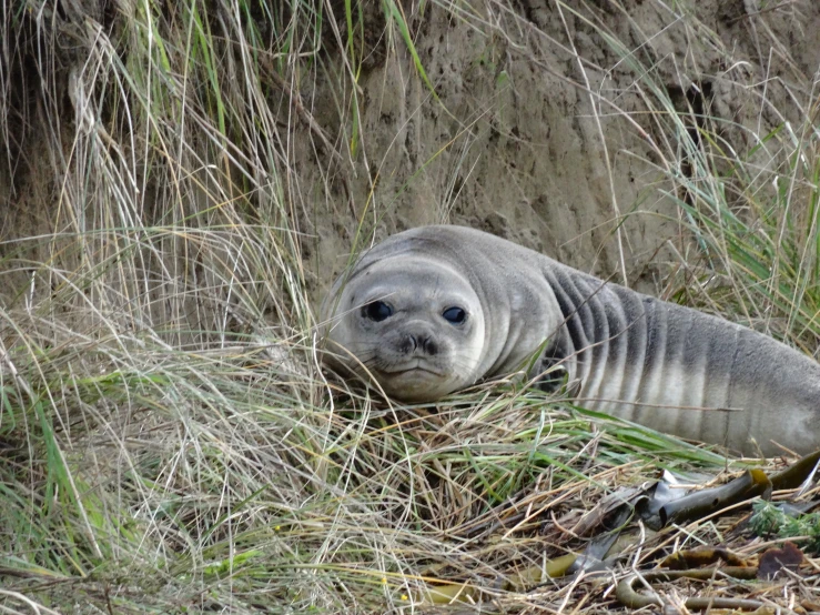 a walin laying on the ground next to some tall grass