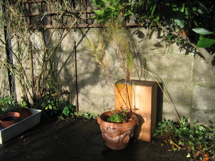 a large potted plant next to a wooden crate