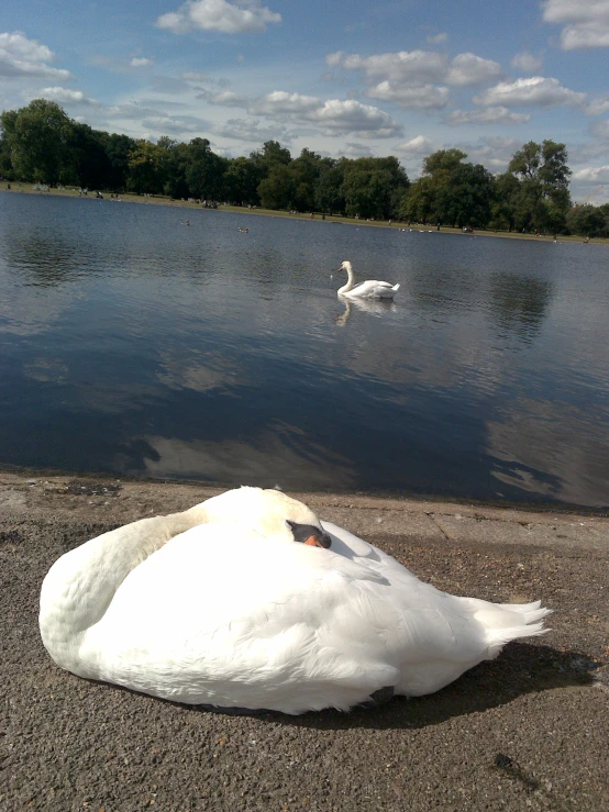 the large bird is in front of the pond with two other swans