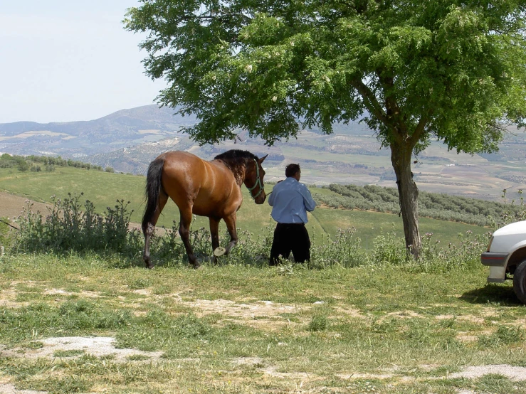 a brown horse standing next to a person under a tree