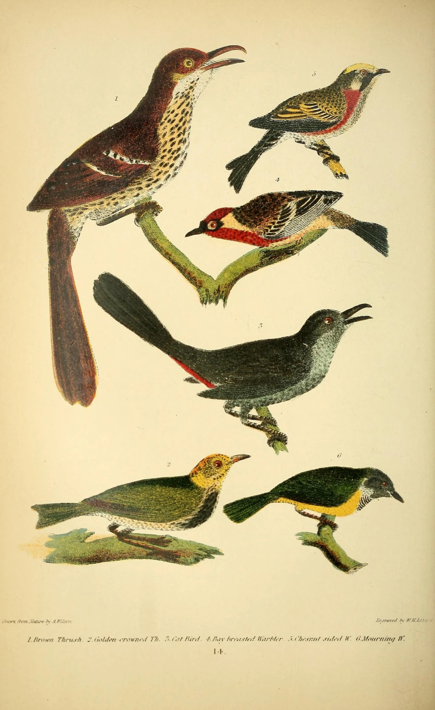 an old print shows different kinds of birds