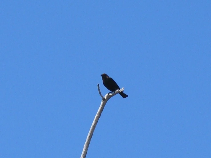 a black bird perched on top of a thin thin tree