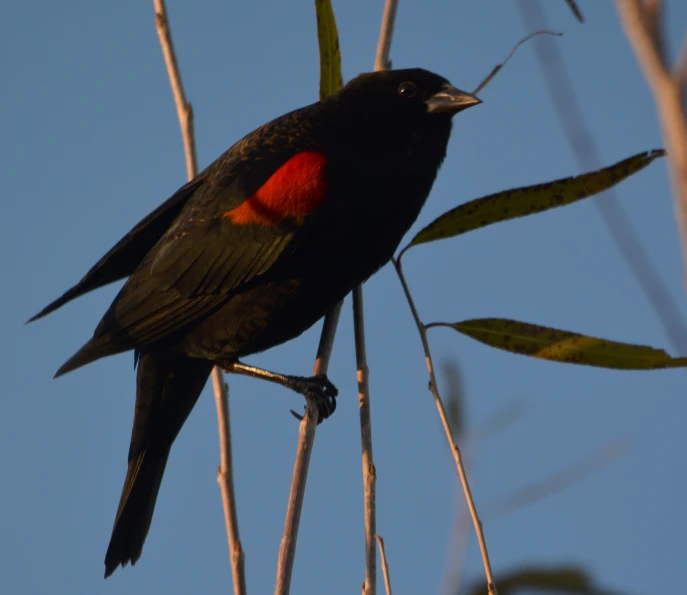 there is a very colorful bird sitting on a nch