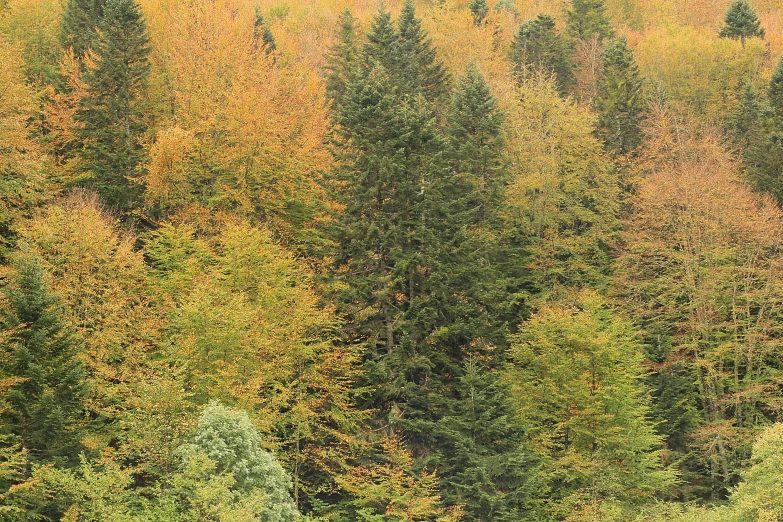 three cows grazing in a field with many trees