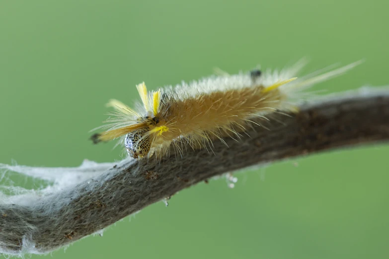 a very big furry yellow bug crawling down a tree nch